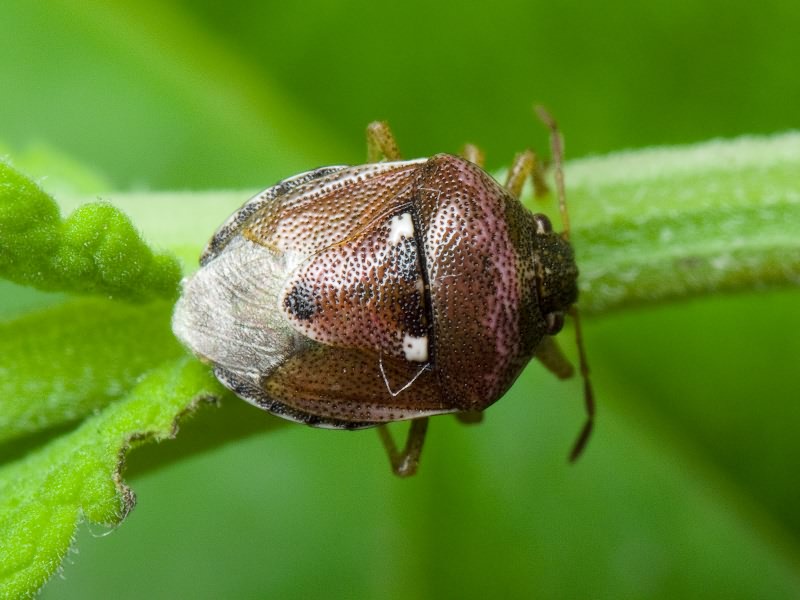 Stagonomus bipunctatus (Linnaeus, 1758)
